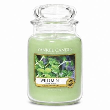 Wild Mint 野生薄荷