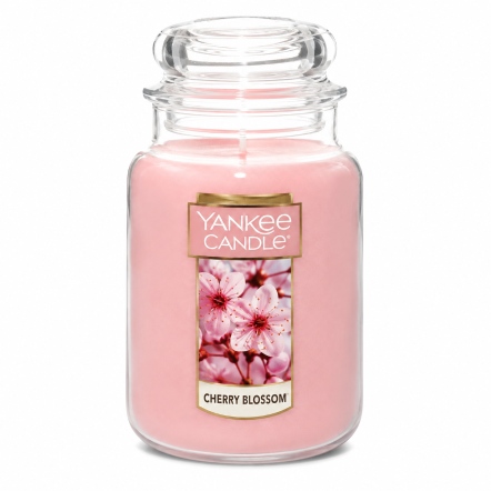 Cherry Blossom 櫻花